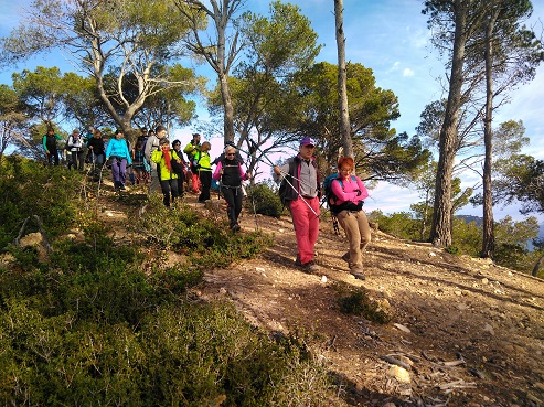 Grup baixant per una pineda